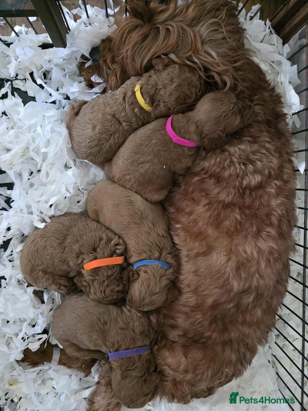Goldendoodle dogs for sale: 👑Superb Rare Toy/Mini Deepest Red Goldendoodles👑 - Image 36