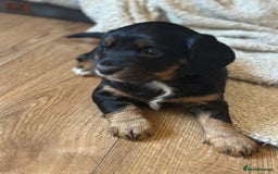 Cocker Spaniel dogs for sale: Stunning KC Registered Working Cocker spaniels. - Image 5