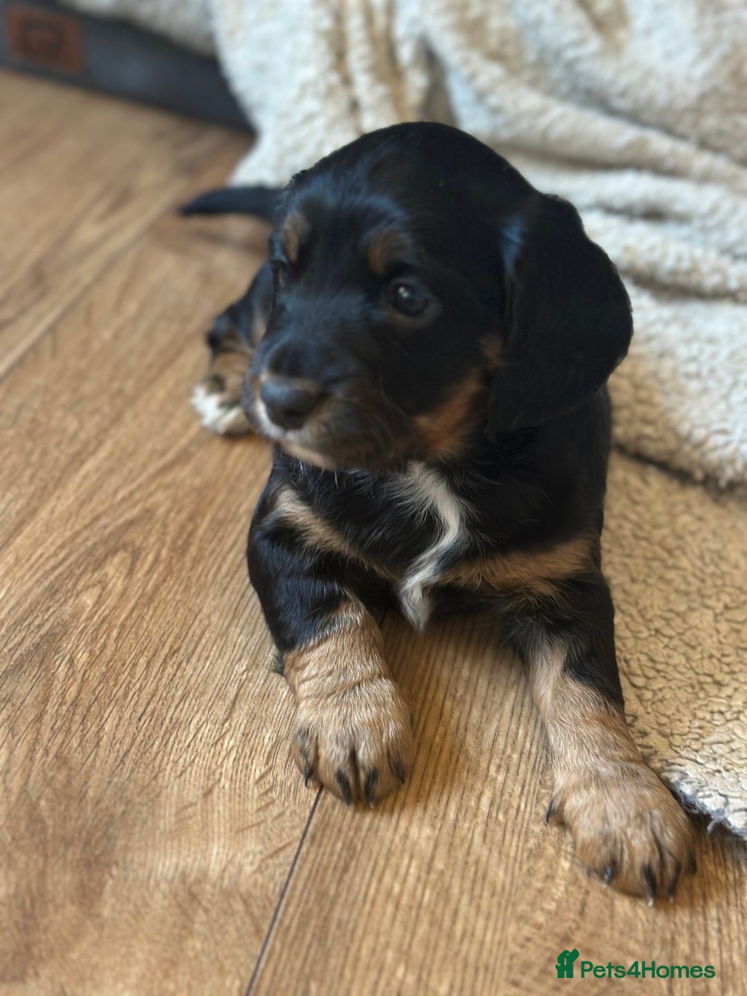 Cocker Spaniel dogs for sale: Stunning KC Registered Working Cocker spaniels. - Image 5