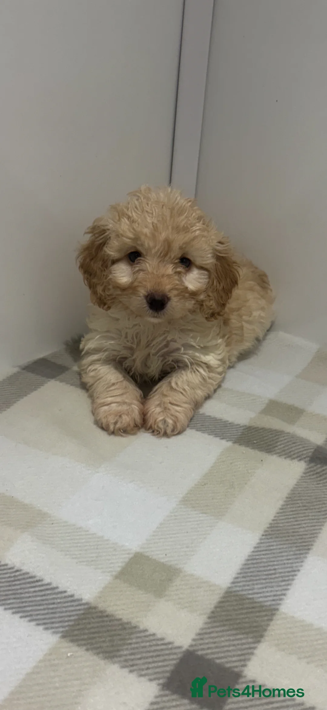 Cockapoo dogs for sale: Gorgeous F1 cockapoo - Advert 37