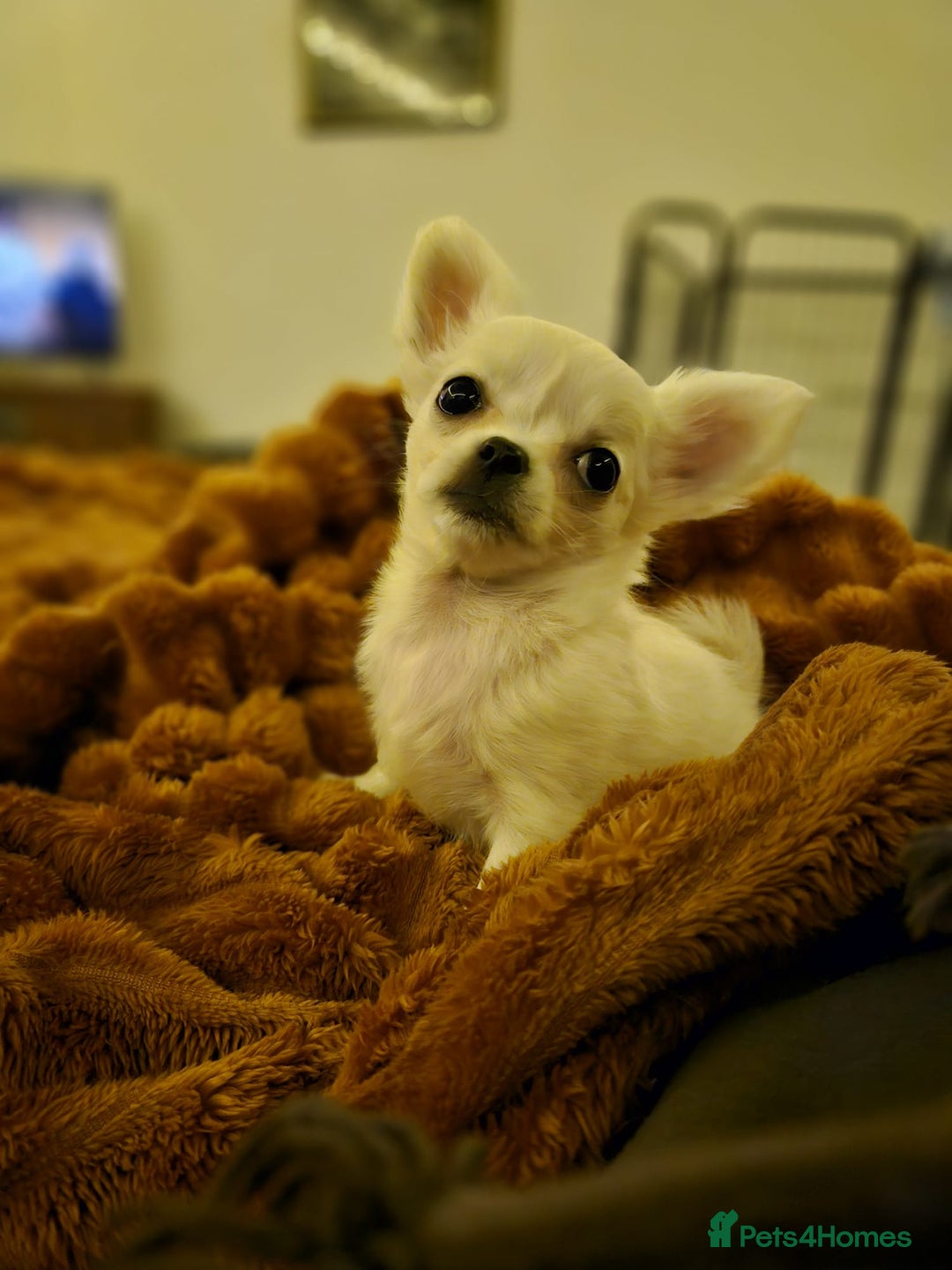 Chihuahua dogs for sale: Beautiful White long haired Chihuahua - Advert 5