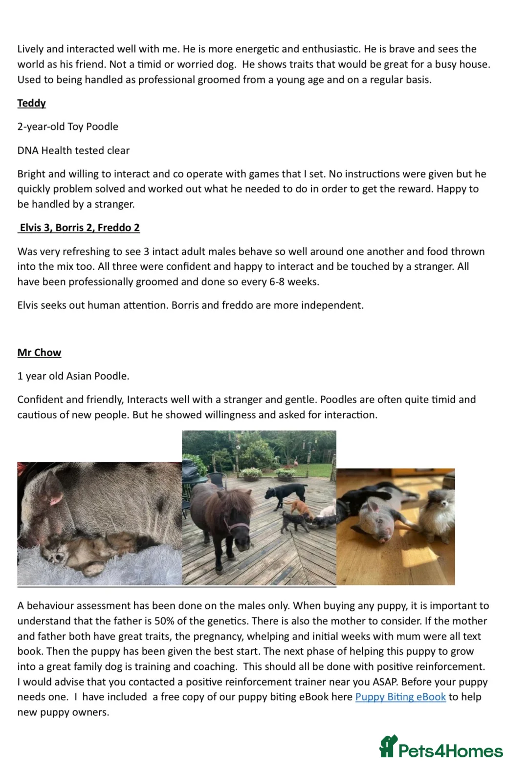 Miniature Dachshund dogs for stud: Mr Brown VERY SMALL Health tested KC reg Stud in Romford - Advert 7