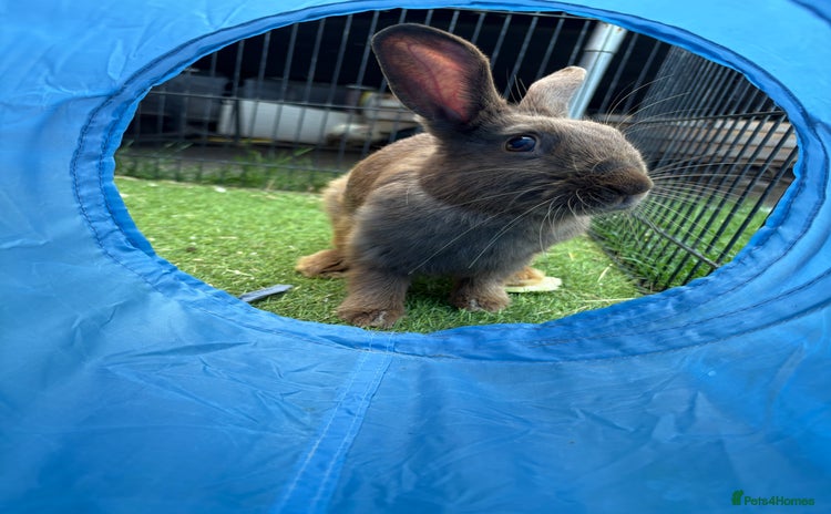 English rabbits - Advert 3