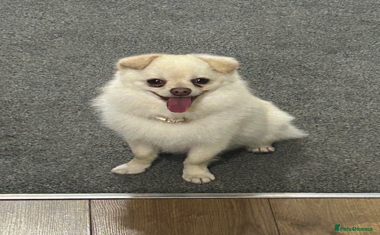 Pomchi dogs - Advert 2