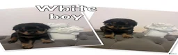 Rottweiler dogs for sale: Quality KC Rottweilers in Bristol - Advert 2