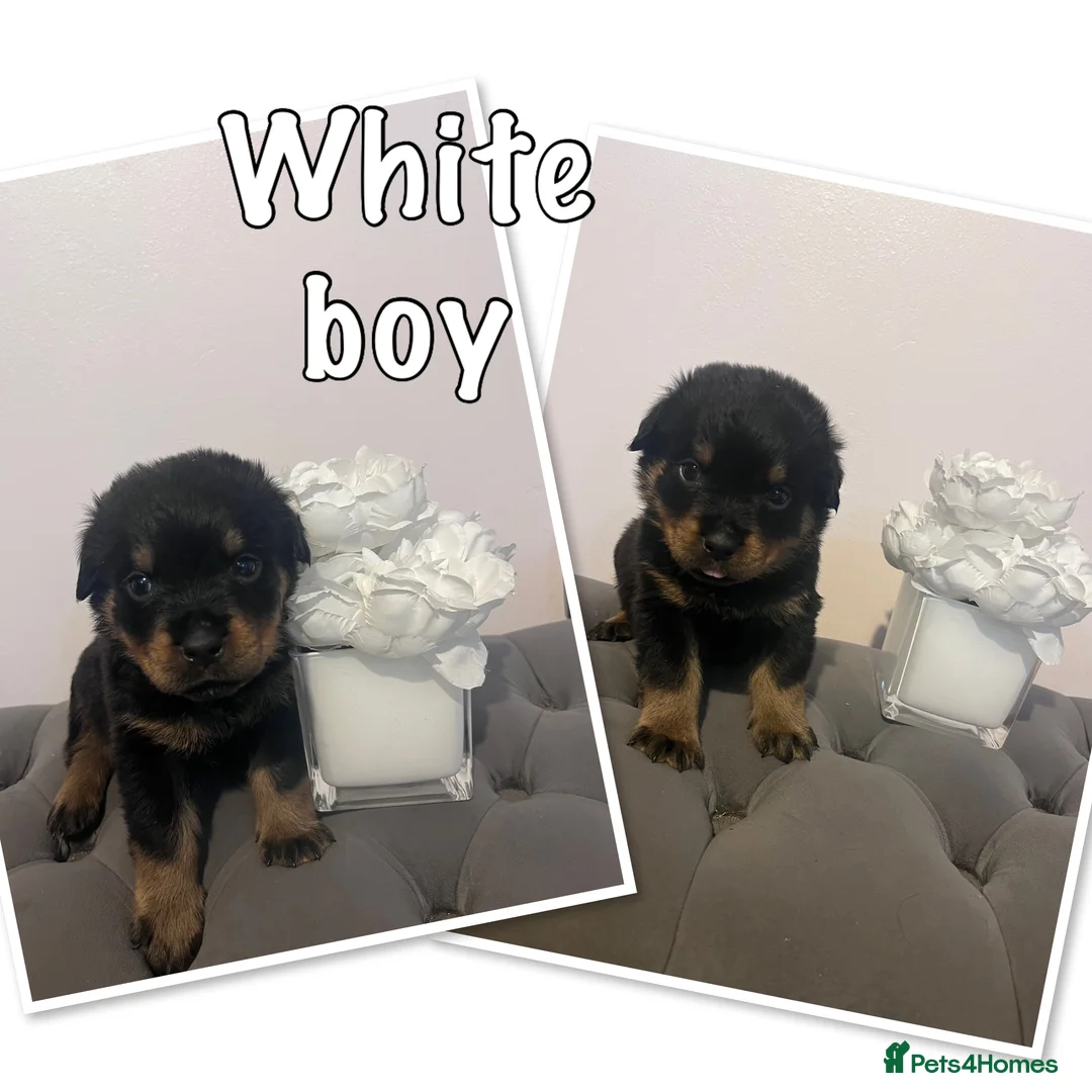 Rottweiler dogs for sale: Quality KC Rottweilers in Bristol - Advert 2