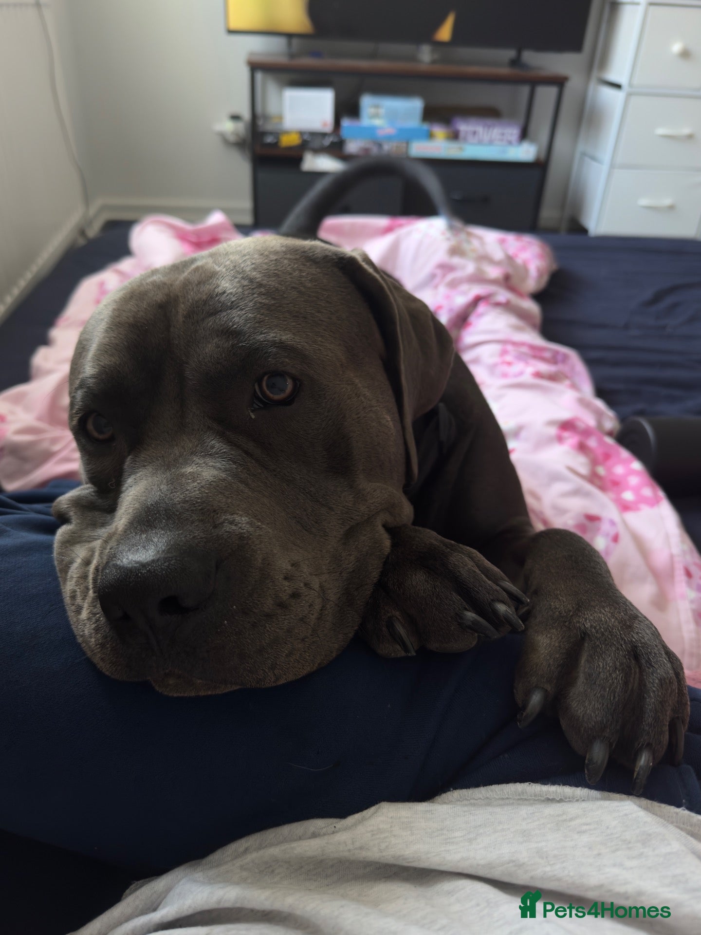 Cane Corso dogs Goofy, loving Cane Corso looking for a new home - Advert 1