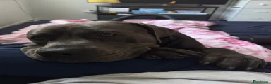 Cane Corso 1