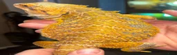 Bearded Dragon reptiles for sale: Juvenile citrus blue bar bearded dragon  - Advert 3