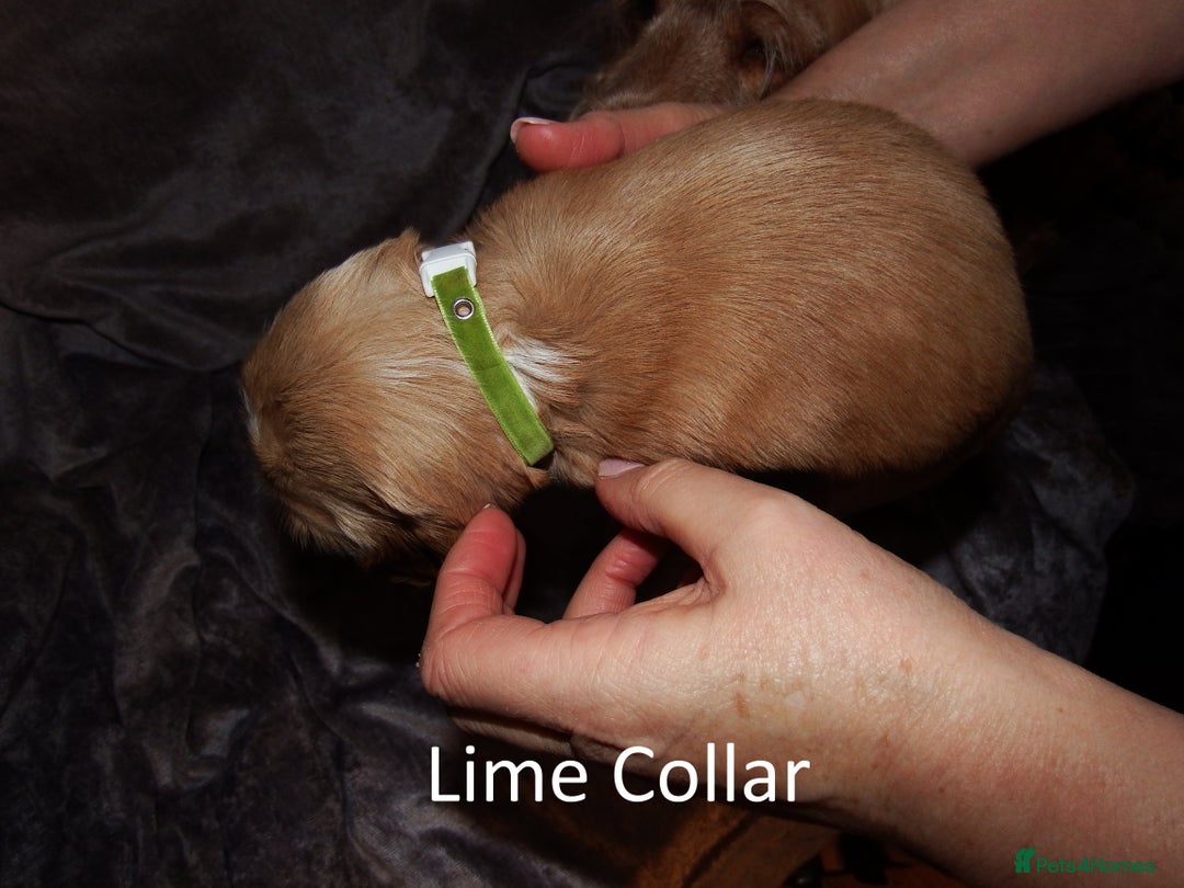 Cocker Spaniel dogs for sale: Golden KC Registered English Show Cocker Spaniels - Advert 8