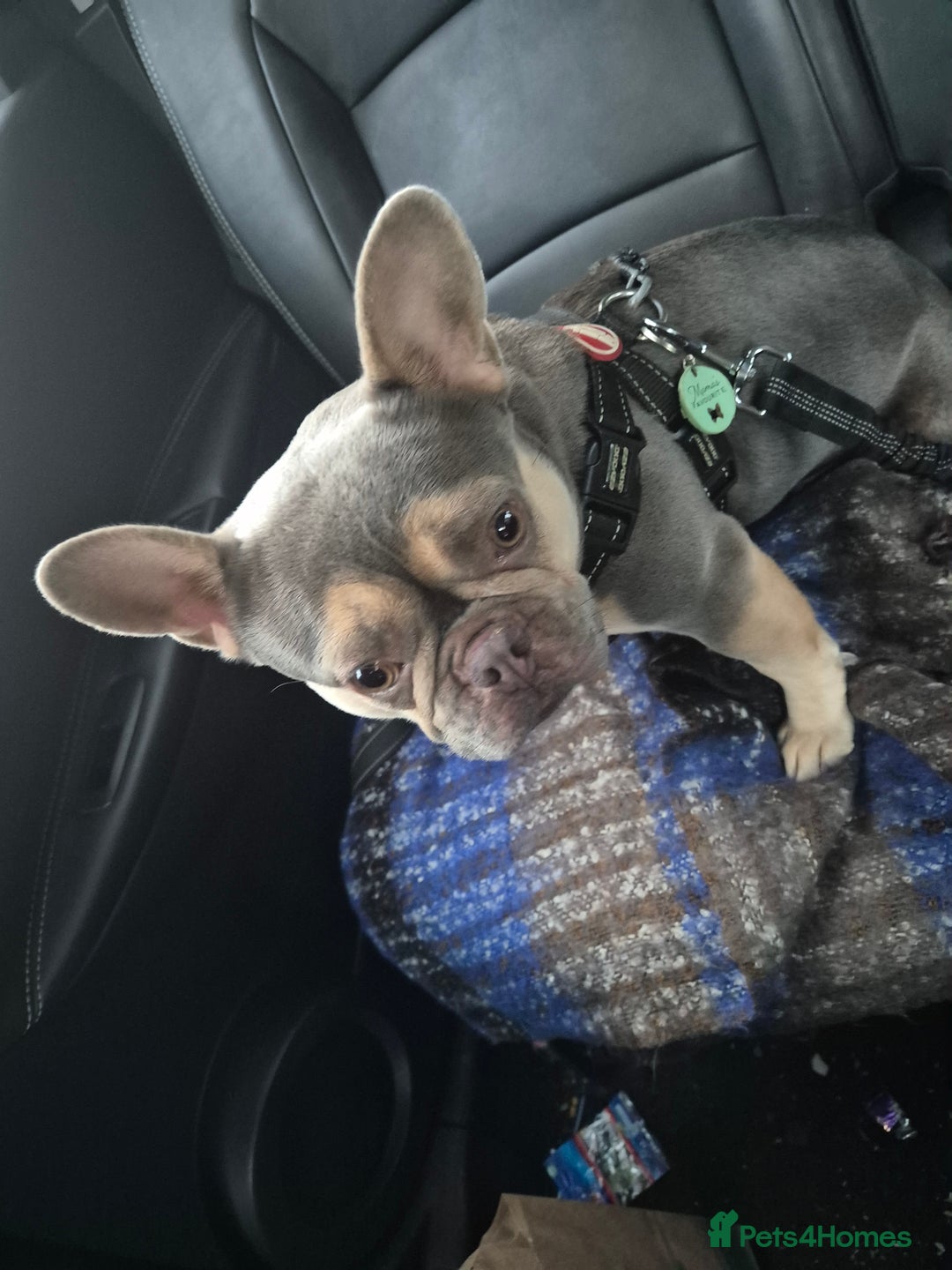 French Bulldog dogs for sale: Beautiful Belle - Image 7