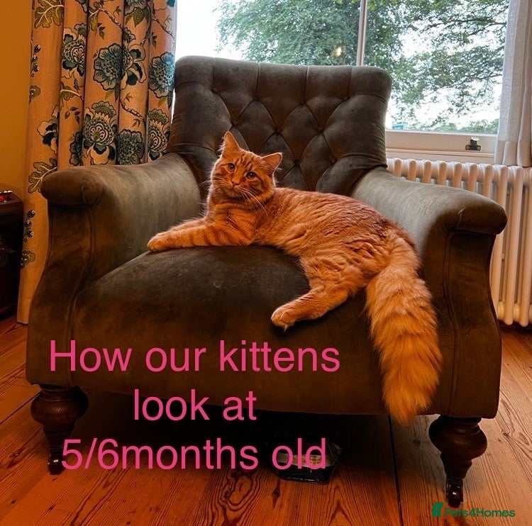 Turkish Angora cats for sale: Longhaired Turkish Angoras x 2 boys 4 girls in Wakefield - Advert 4