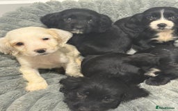 Cocker Spaniel dogs for sale: Working Cocker Pups - Image 1