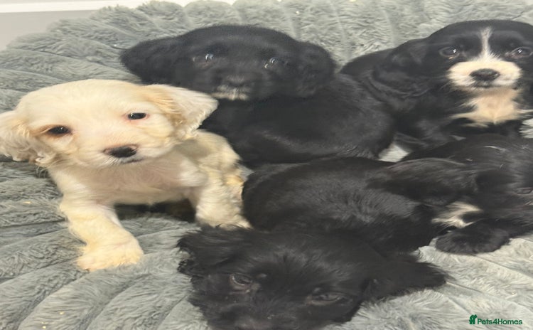 Cocker Spaniel dogs - Advert 3