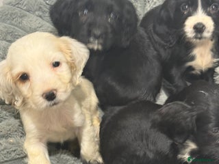 Cocker Spaniel dogs - Advert 15