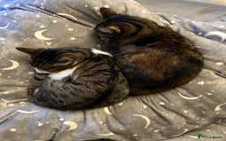 Domestic Shorthair cats for sale: Olive and Aggie  - Image 4