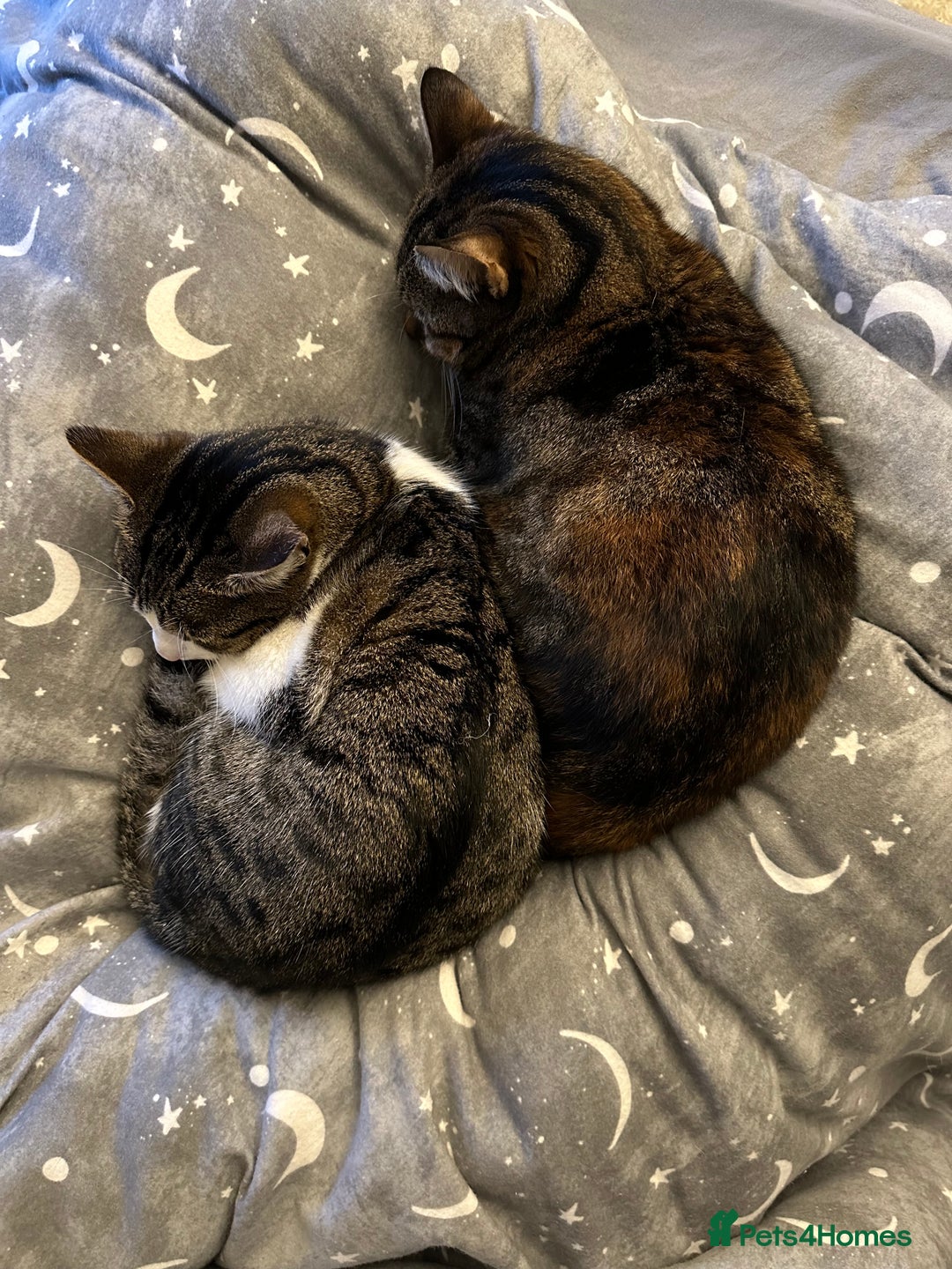 Domestic Shorthair cats for sale: Olive and Aggie  - Image 4