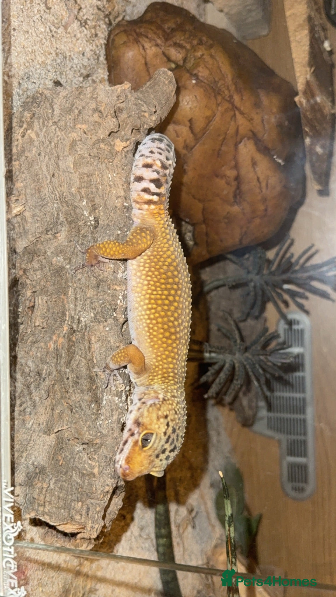Leopard Gecko reptiles Leopard gecko -Larry  - Advert 3