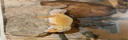 Leopard Gecko reptiles for sale: Leopard gecko -Larry  - Advert 1