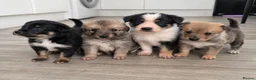 Mixed Breed dogs for sale: 🐶 Gorgeous Border Collie Cross Puppies - Advert 1