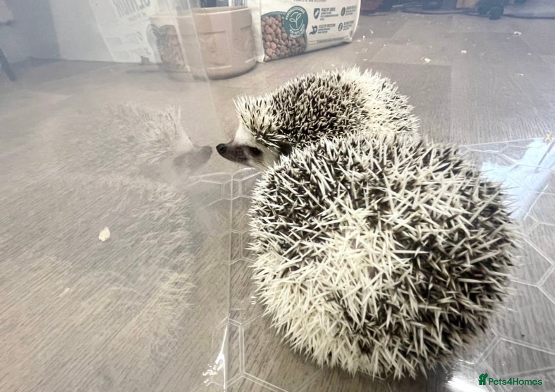Pygmy Hedgehog rodents for sale: Young, Sweet, Friendly, African Pygmy Hedgehog's  - Advert 2