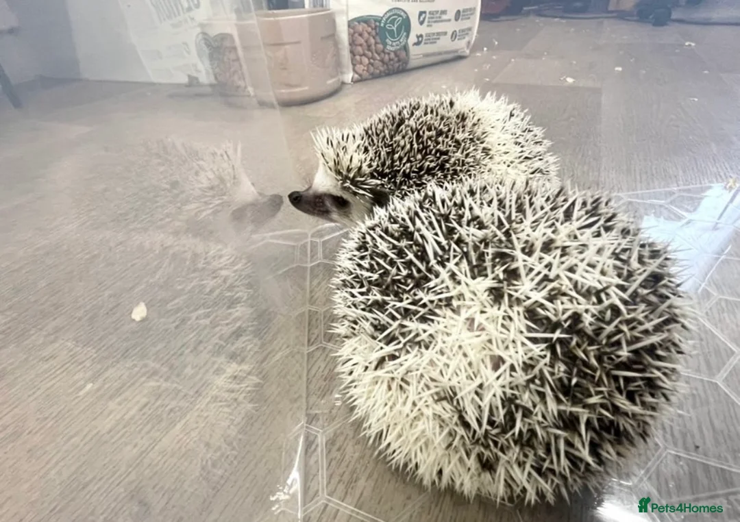 Pygmy Hedgehog rodents for sale: Young, Sweet, Friendly, African Pygmy Hedgehog's  - Advert 2