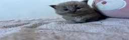 Ragdoll cats for sale: Ragdoll x tonkinese kittens  - Advert 10