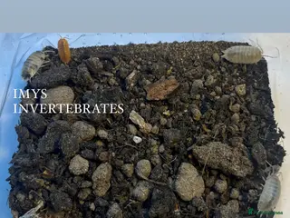 Isopods invertebrates ISOPODS READ DESCRIPTION happy to ship :) - Advert 1