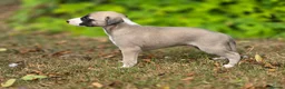 Whippet dogs for sale: Pedigree bred show whippets  - Advert 9