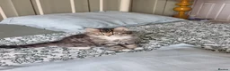 Mixed Breed cats for sale: Domestic kittens long haired/short - Advert 8
