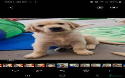 Golden Retriever dogs for sale: Stunning Golden Retriever puppies  - Image 39