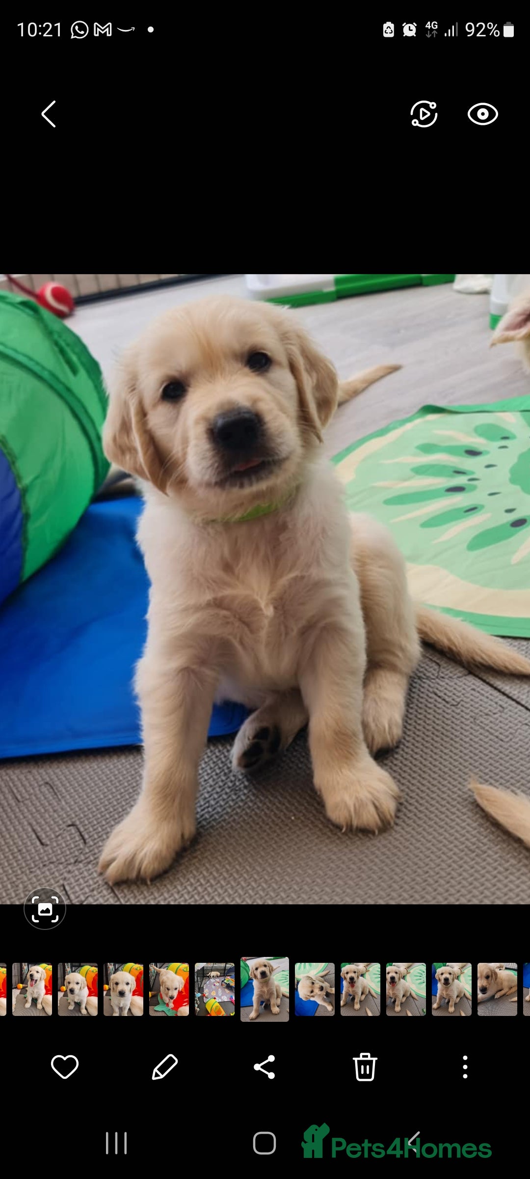 Golden Retriever dogs for sale: Stunning Golden Retriever puppies  - Image 39