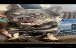 French Bulldog dogs for sale: French Bulldog puppies  - Image 4