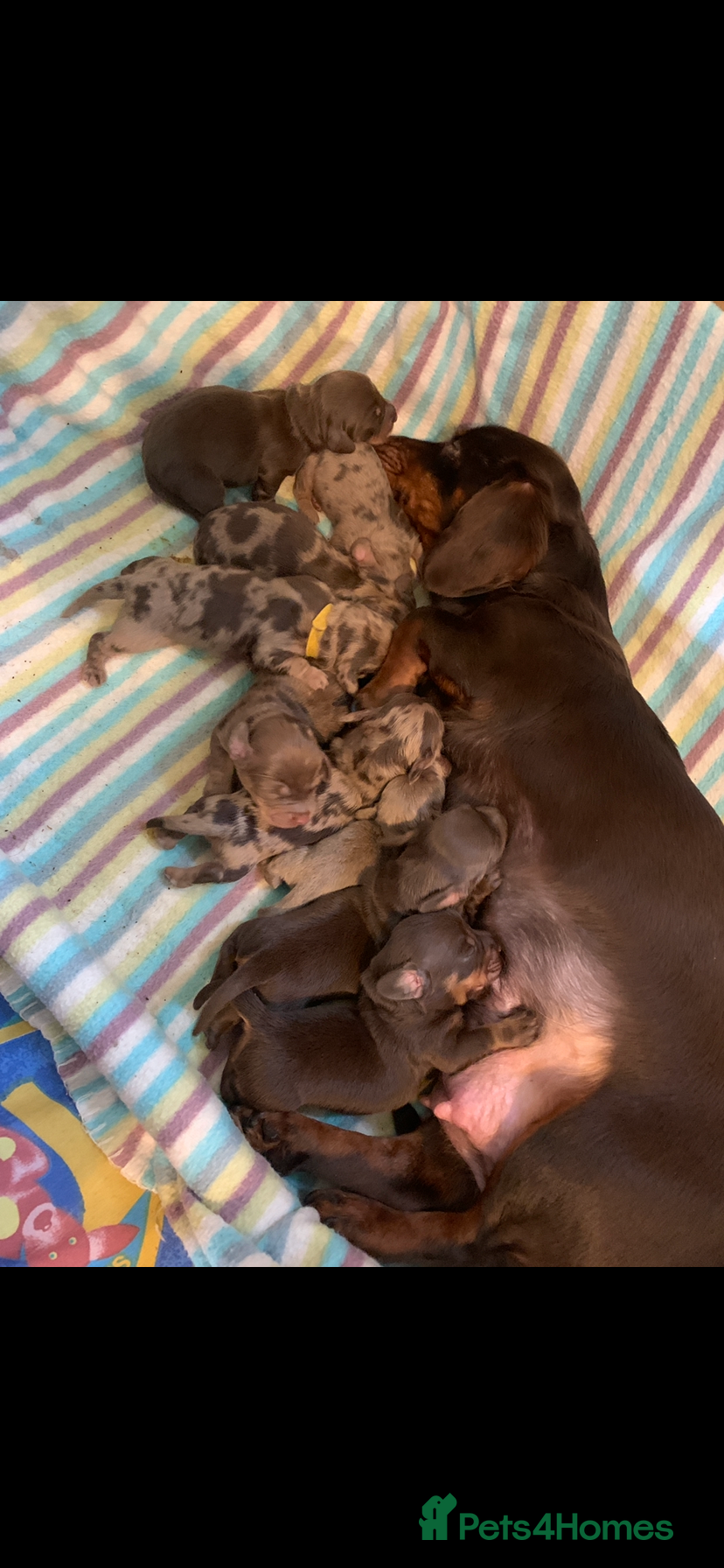 Dachshund dogs Miniature pedigree dachshund puppies  - Advert 19