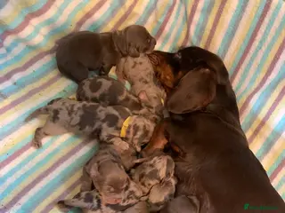 Dachshund dogs Miniature pedigree dachshund puppies - Advert 19
