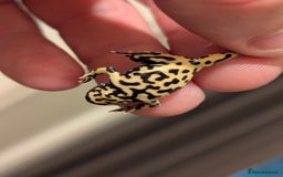 Frog reptiles for sale: Bombina oriental (fire bellie toads ) - Image 6