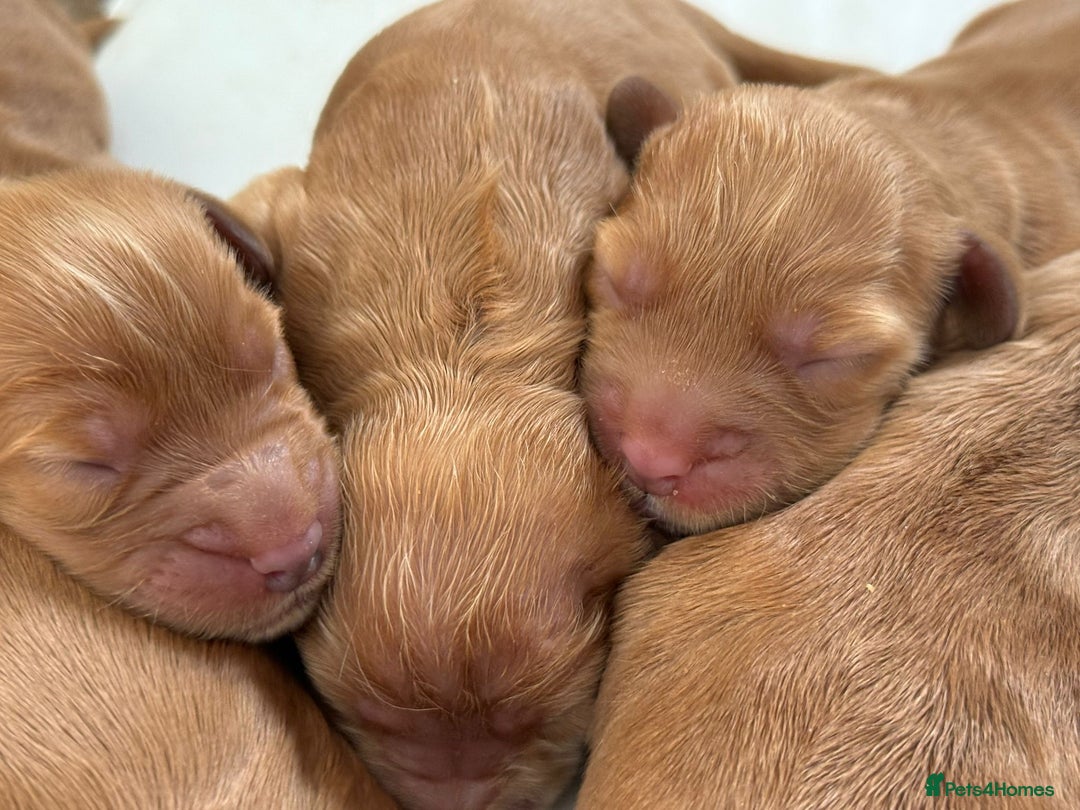 Cockapoo dogs for sale: RARE VILLASPANIOL LINE  COCKAPOOS  - Image 1