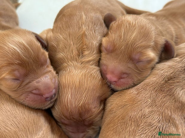 Cockapoo dogs - Advert 1