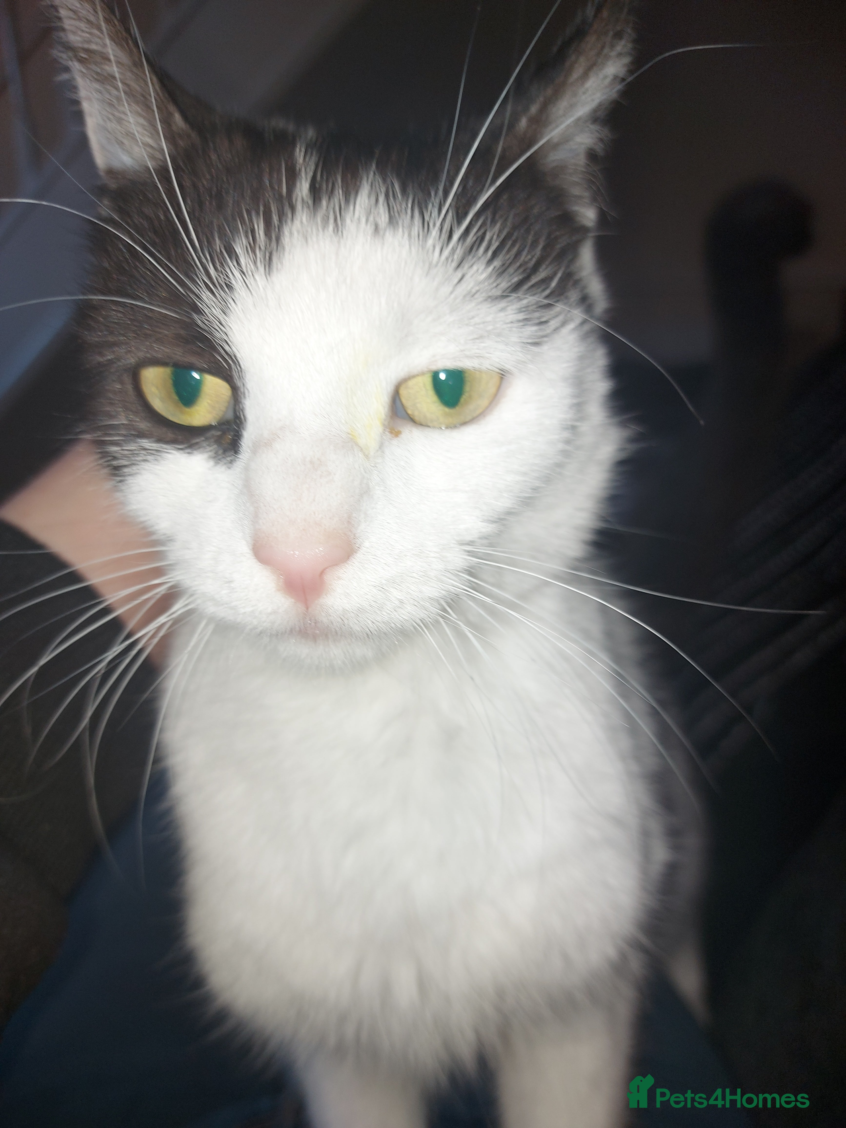 Mixed Breed cats Free to good homes - Advert 1