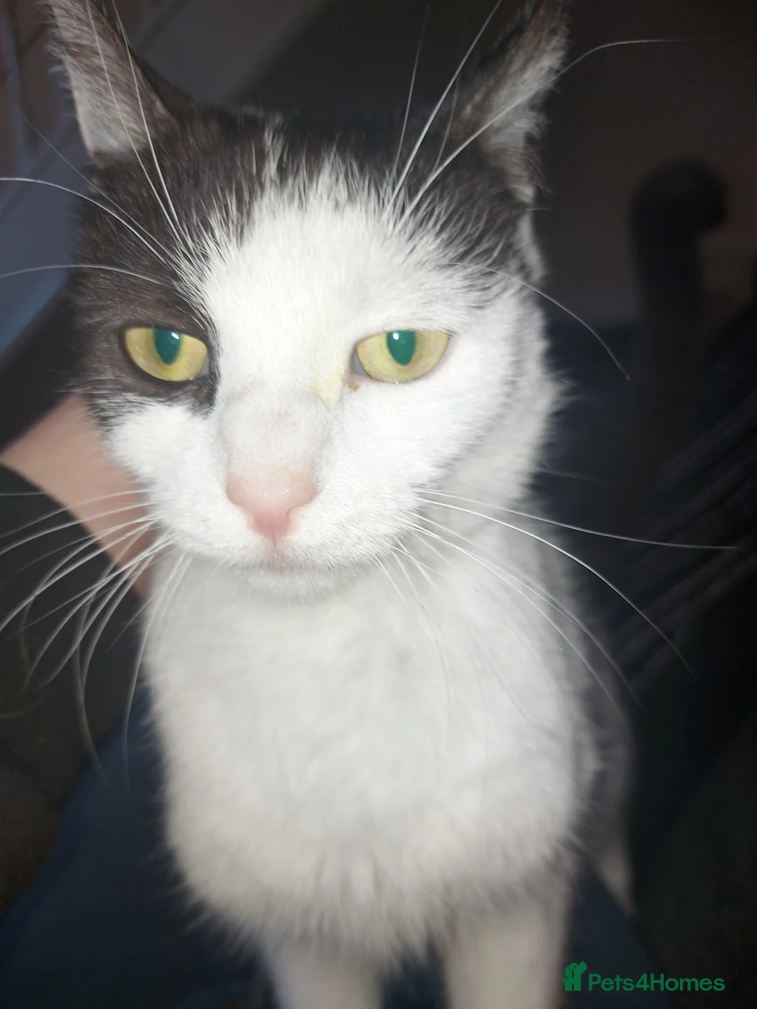 Mixed Breed cats for sale: Free to good homes - Advert 1