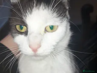 Mixed Breed cats Free to good homes - Advert 1