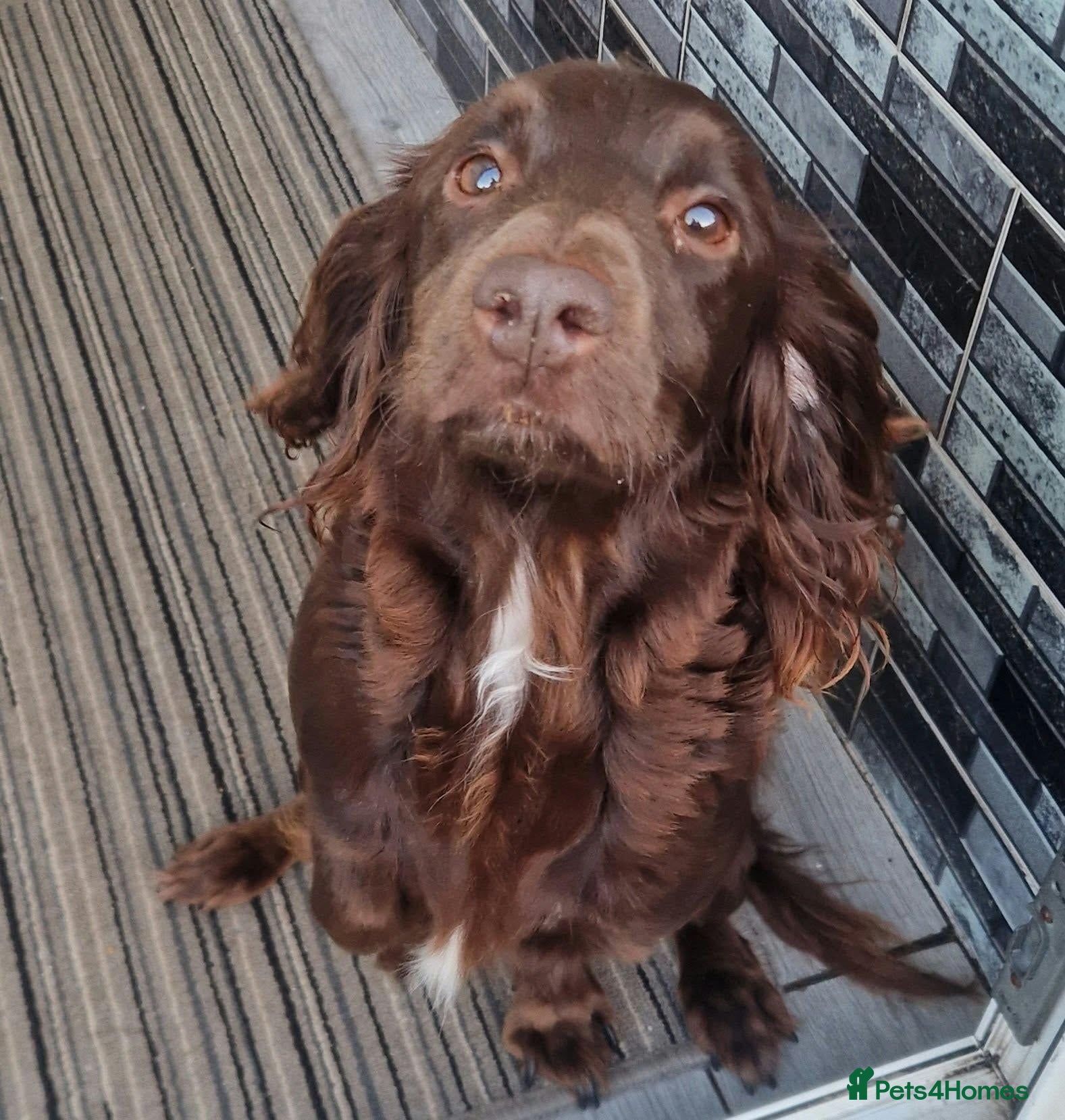 Cocker Spaniel dogs Cocker spaniel  puppies  - Advert 1