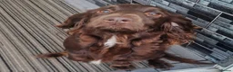 Cocker Spaniel dogs for sale: Cocker spaniel  puppies  - Advert 1