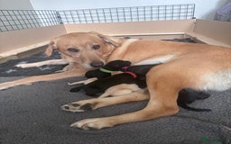 Labrador Retriever dogs for sale: Labrador puppies - Advert 19