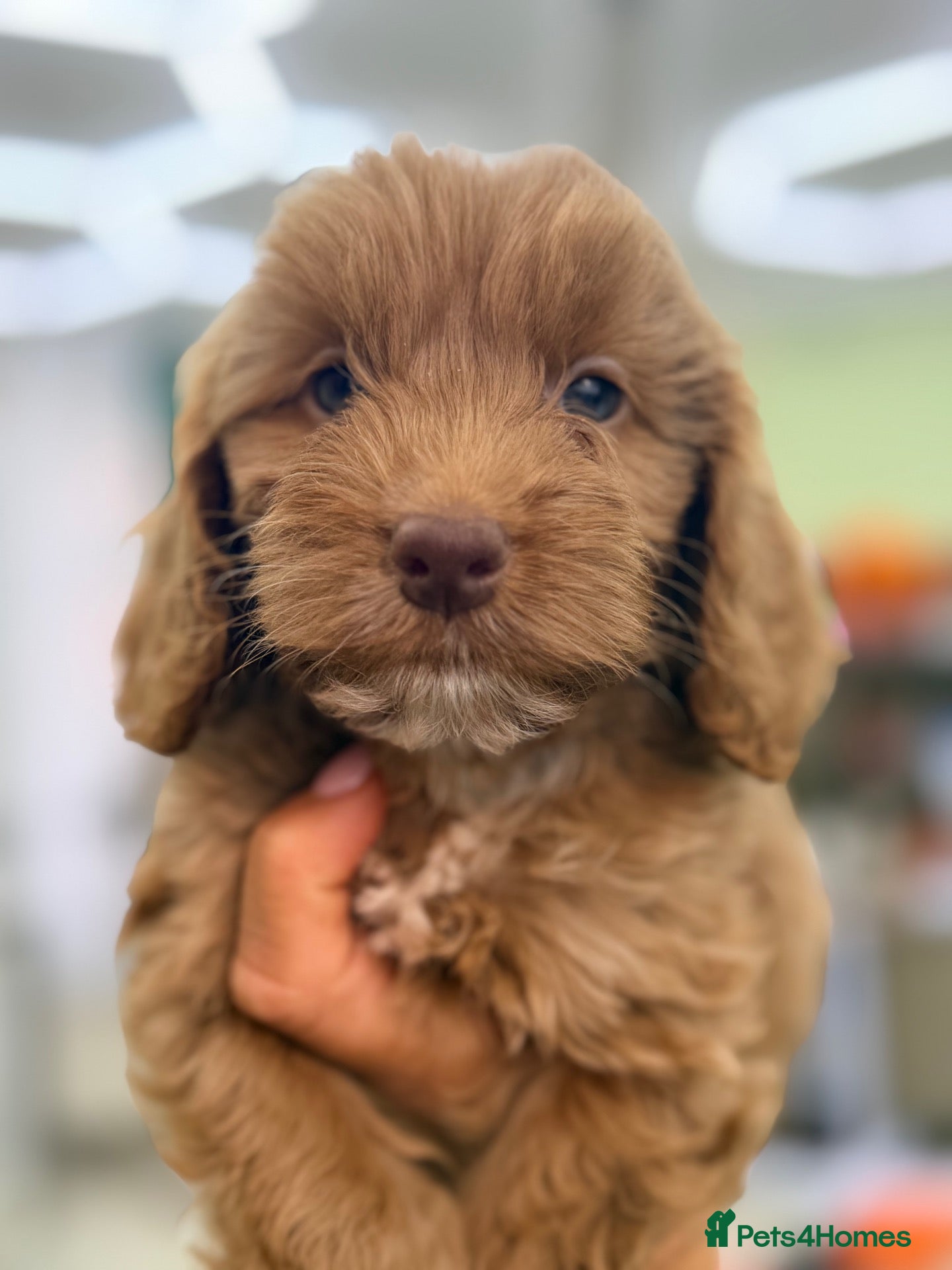 Cockapoo dogs F1 Fluffy Pancakes Litter Charming Babies  - Advert 1