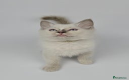 Ragdoll cats for sale: 🤍 STUNNING GCCF REGISTERED RAGDOLL KITTENS 🤍🤍 - Image 19