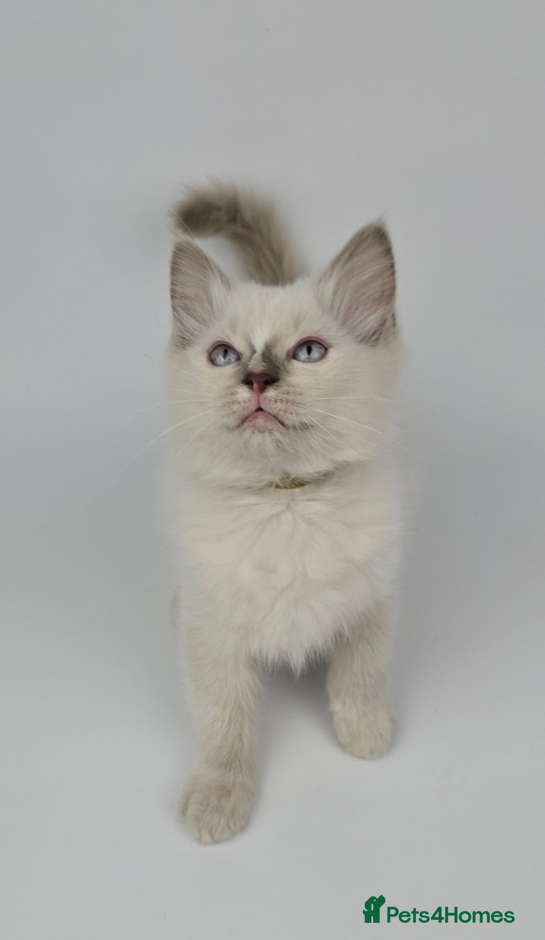 Ragdoll cats for sale: 🤍 STUNNING GCCF REGISTERED RAGDOLL KITTENS 🤍🤍 - Image 19