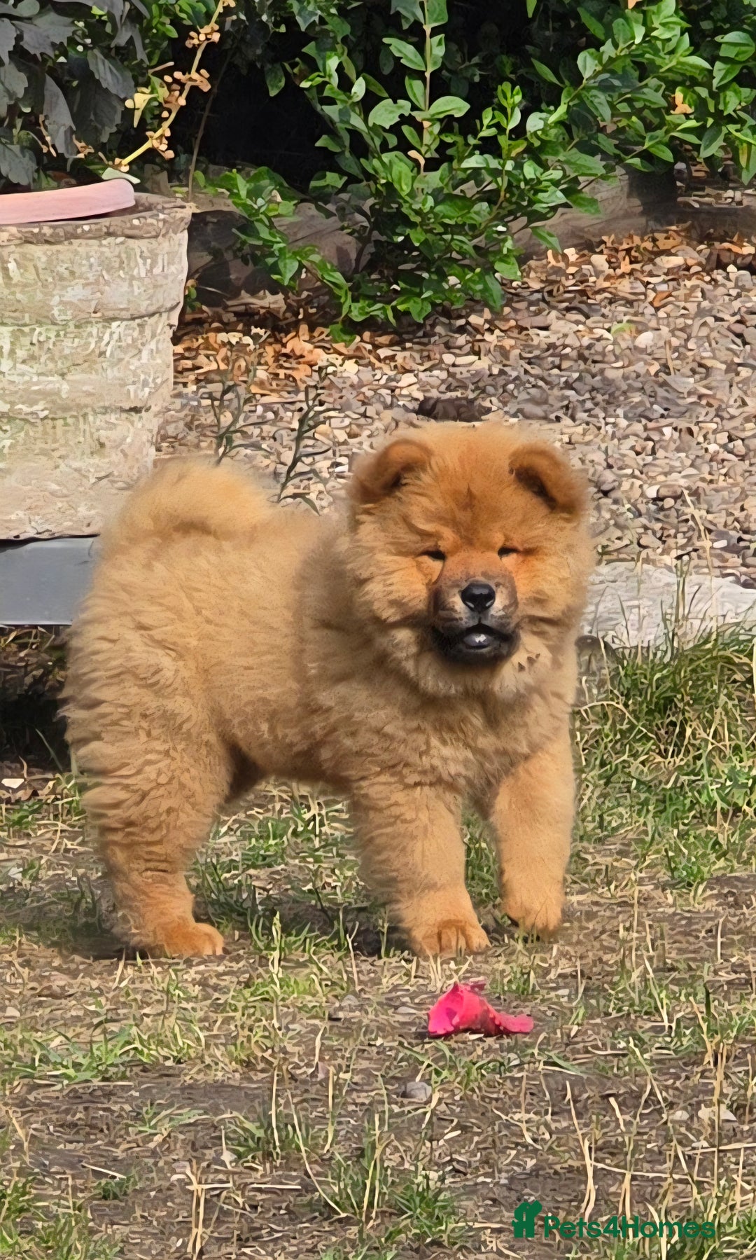 Chow Chow dogs for sale: QUALITY KC CHOWCHOW PUPPIES  in Wolverhampton - Image 7