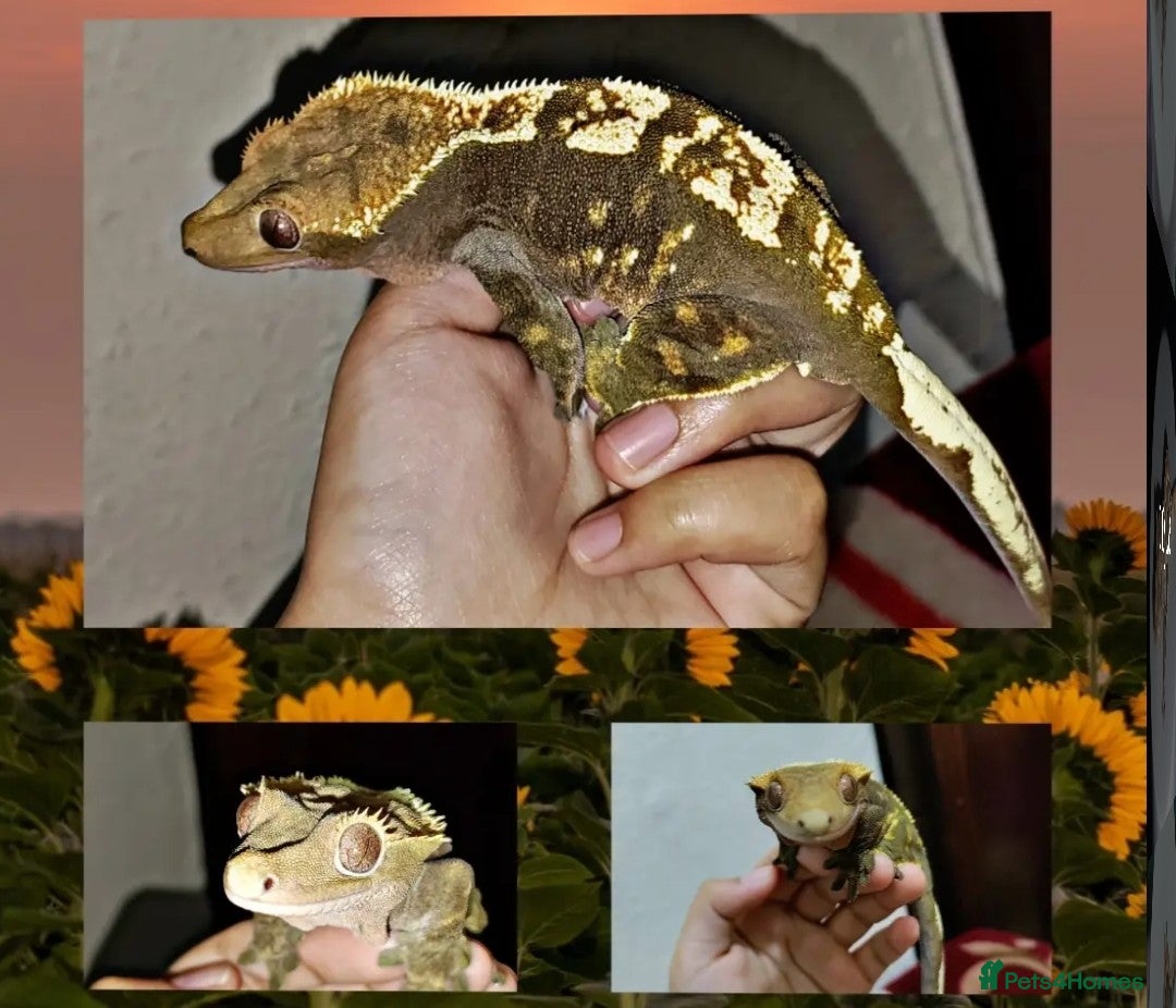 Gecko reptiles for sale: Crested geckos and Snakes (Read Description) - Advert 1