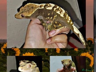 Gecko reptiles Crested geckos and Snakes (Read Description) - Advert 8